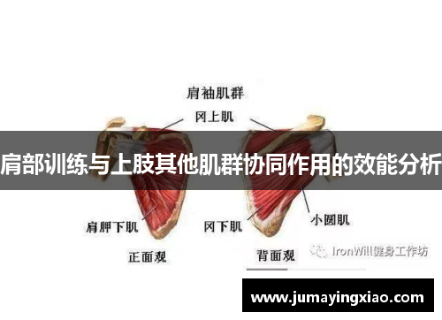 肩部训练与上肢其他肌群协同作用的效能分析